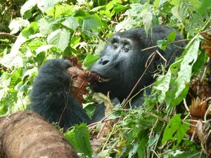 z Ugandan Gorilla Tour Silverback 2 metres away from us (50)