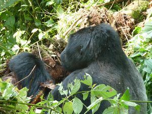 z Ugandan Gorilla Tour Silverback 2 metres away from us (38)