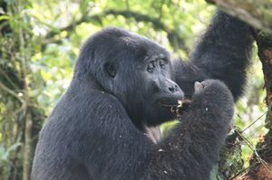 z Ugandan Gorilla Tour Silverback 2 metres away from us (39)