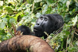 z Ugandan Gorilla Tour Silverback 2 metres away from us (40)