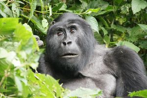 z Ugandan Gorilla Tour Silverback 2 metres away from us (41)