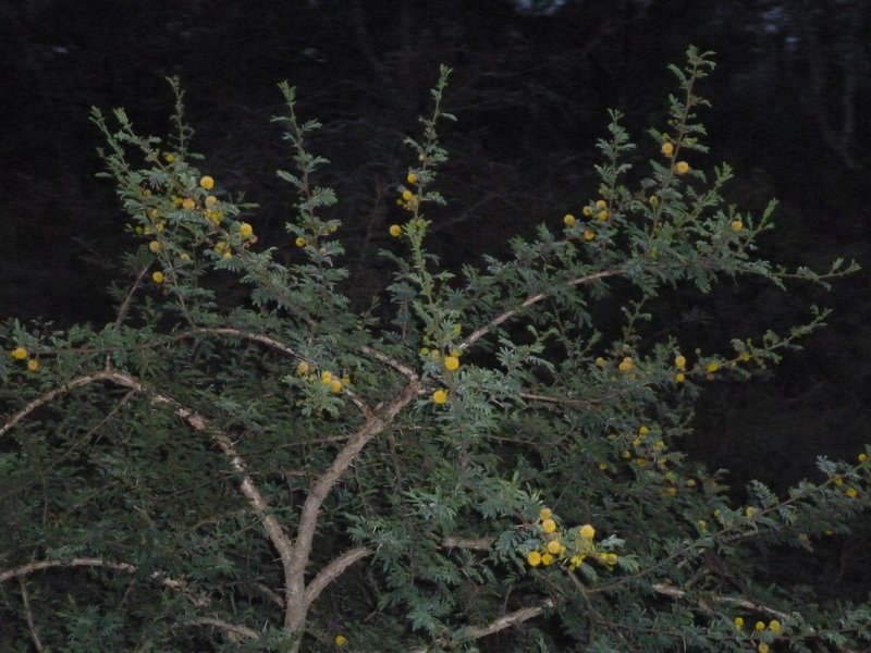 Lake Mburo 27 and 28  July Flowering Acacia (62)