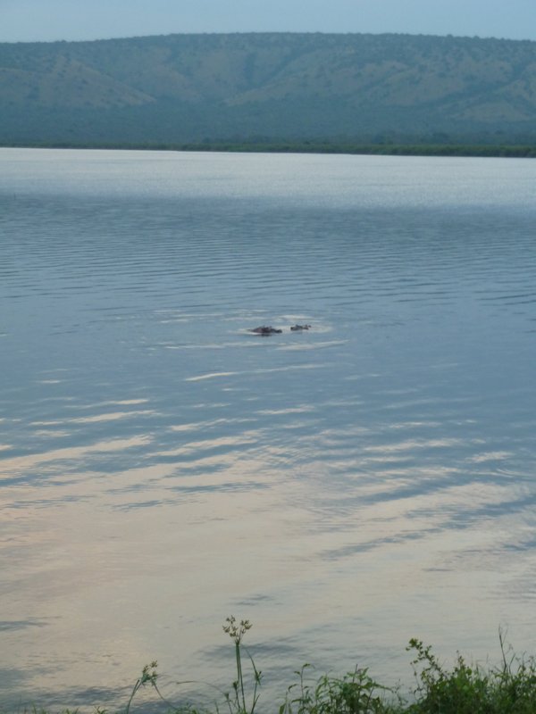 Lake Mburo 27 July sunset and Hippo(52)