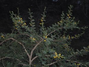 Lake Mburo 27 and 28  July Flowering Acacia (62)