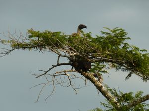 Lake Mburo 27 July Vulture(44)