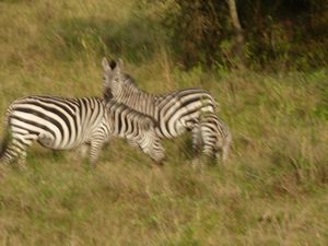 Lake Mburo 27 July Zebra (10)