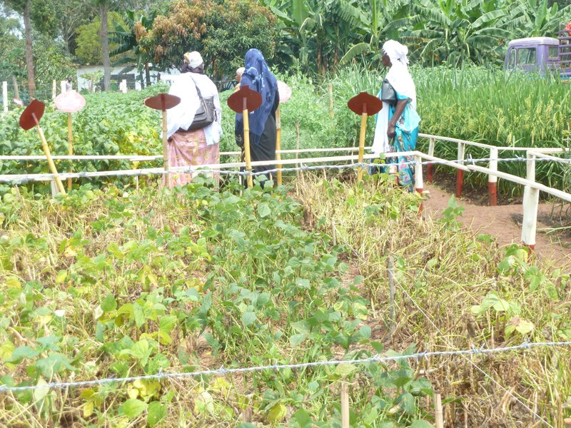 Jinja Annual Agriculture and Trades Show (22)