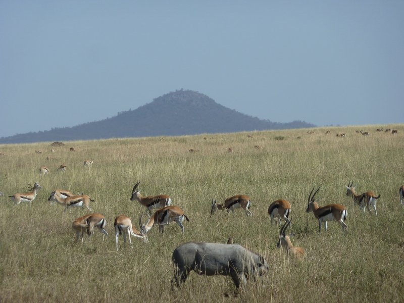 Serengeti Park (153)