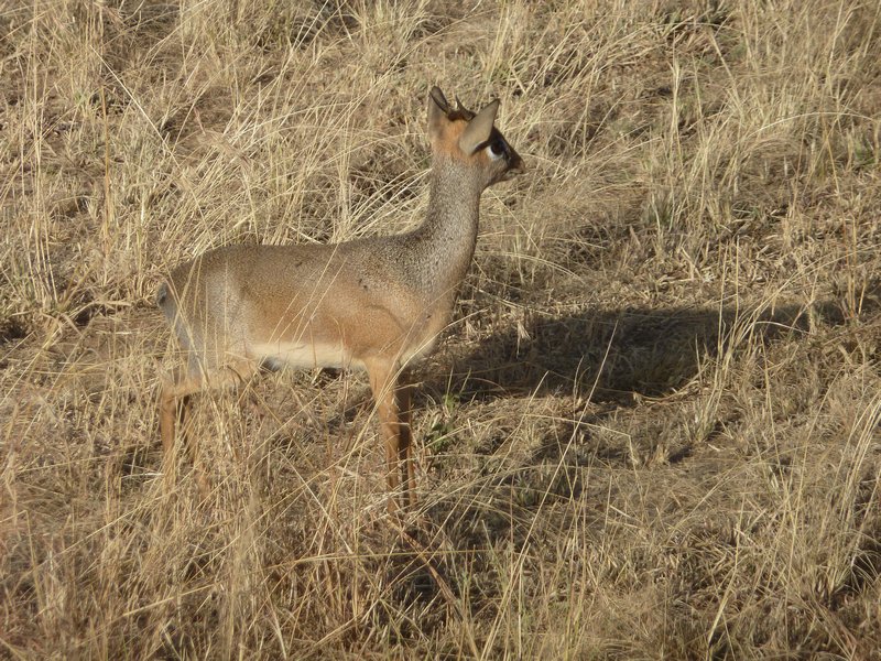Serengeti Park Dik Dik (88)