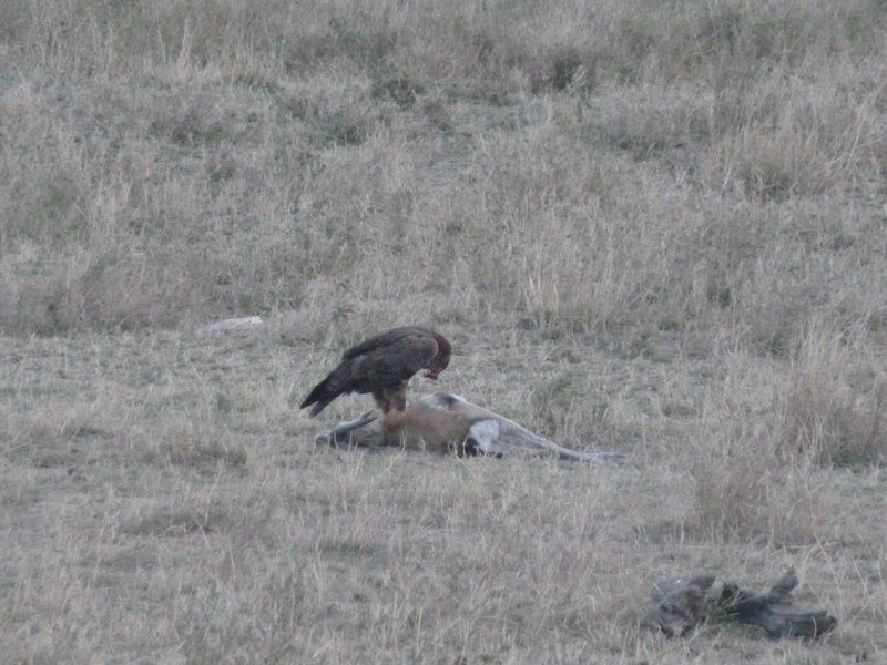 Serengeti Park eagle eating gazelle(22)