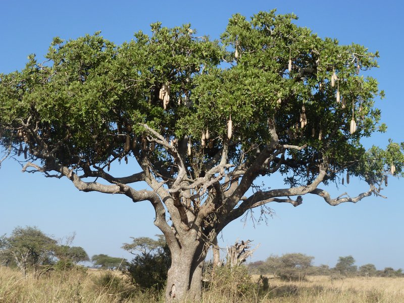 Serengeti Park Sausage Tree (120)