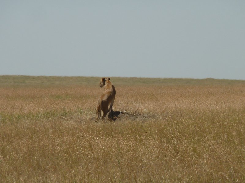 Serengeti Park Lioness (221)