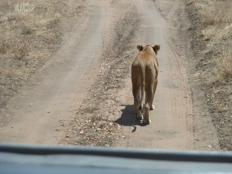 Serengeti Park Lioness (238)