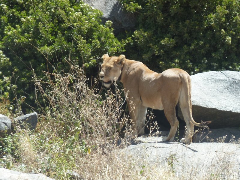 Serengeti Park Lioness (246)