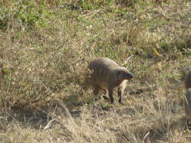 Serengeti Park Mongoose (110)