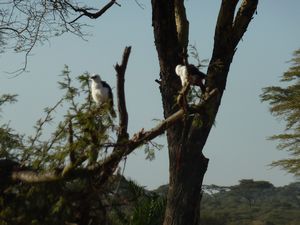 Serengeti Park (114)