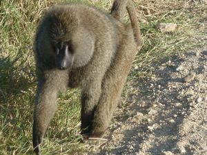 Serengeti Park Baboons (111)
