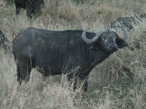 Serengeti Park buffalo (66)