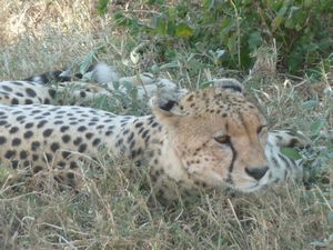 Serengeti Park Cheetah (194)