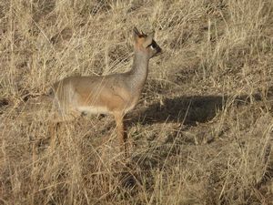 Serengeti Park Dik Dik (88)