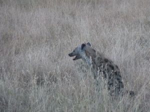 Serengeti Park hyeana (19)
