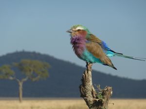 Serengeti Park lialac breasted roller emblem of Botswana (122)