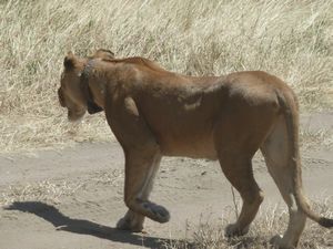 Serengeti Park Lioness (217)