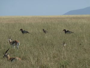 Serengeti Park Southern Ground Hornbill and Thompson Gazelles (152)