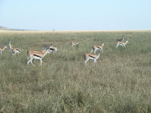Serengeti Park Thompson Gazelle (137)