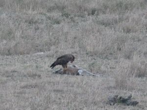 Serengeti Park eagle eating gazelle(22)