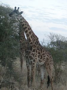 Serengeti Park giraffe (56)