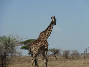 Serengeti Park Giraffe (166)