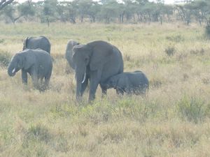 Serengeti Park parade of elephants (136)