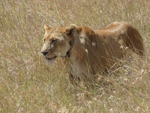 Serengeti Park Lioness (231)