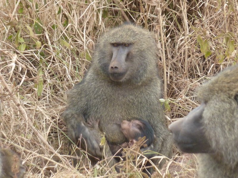 Ngorongoro Crater Baboon group (130)