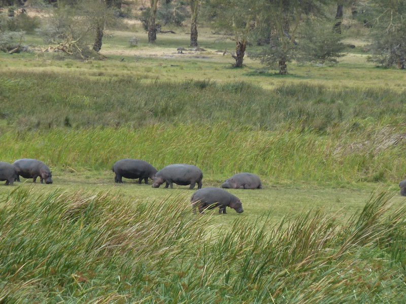Ngorongoro Crater Hippopotomus (100)