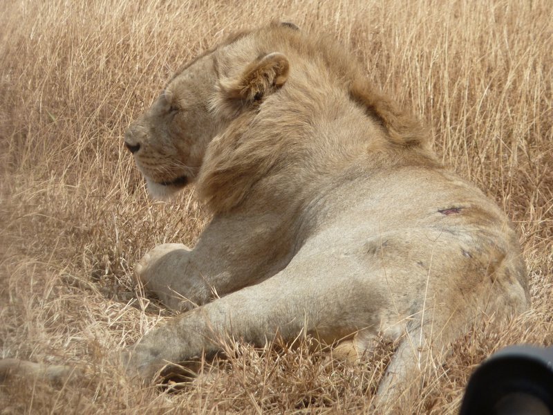 Ngorongoro Crater Lions (111)