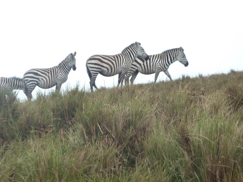 Ngorongoro Crater (12)
