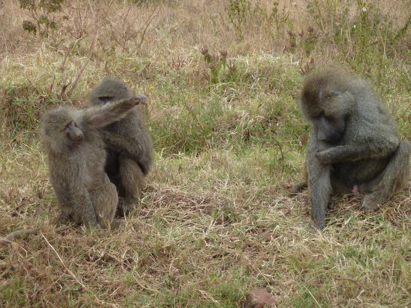 Ngorongoro Crater Baboon group (133)
