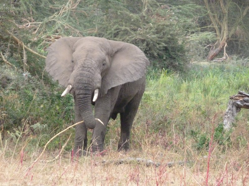 Ngorongoro Crater elephant (47)
