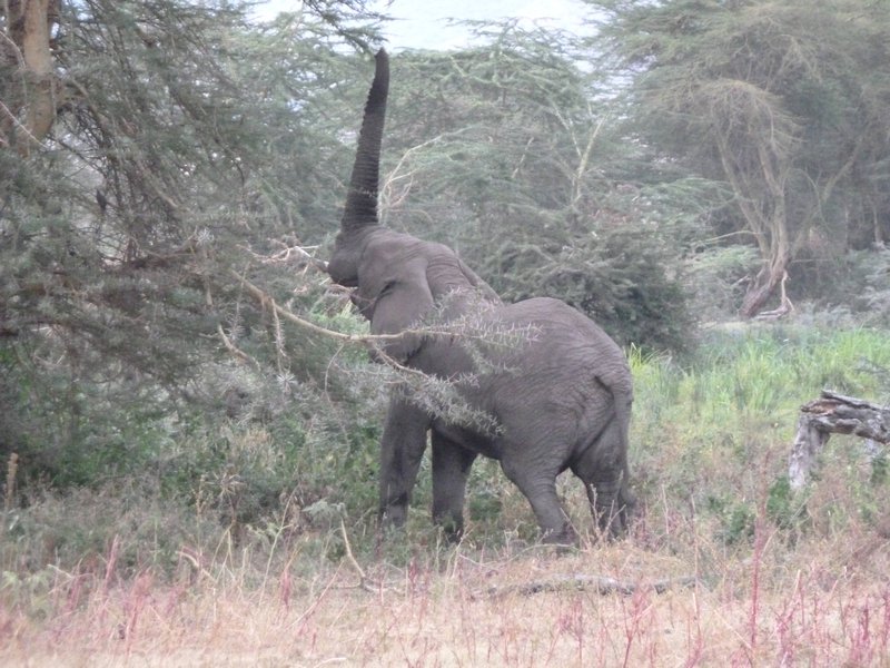 Ngorongoro Crater elephant (50)