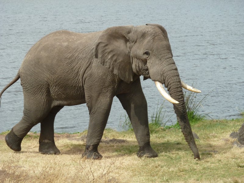 Ngorongoro Crater elephants(113)