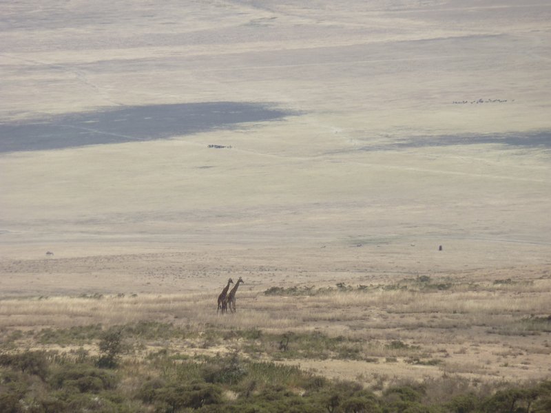 Ngorongoro Crater Giraffe (18)
