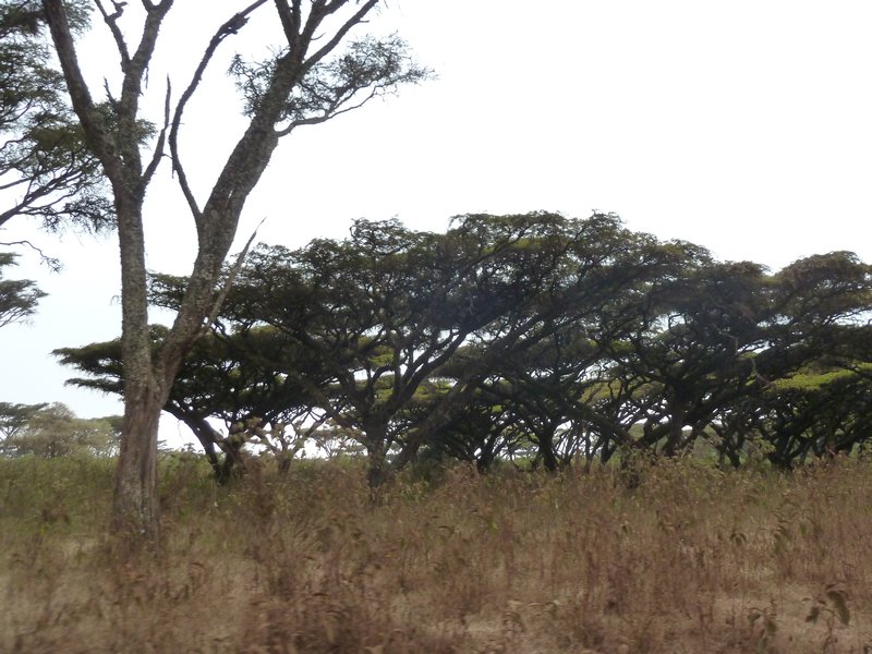 Ngorongoro Crater Upsidedown tree Acacia (20)