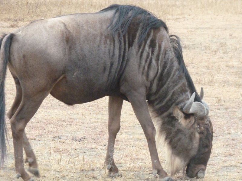 Ngorongoro Crater wildebeest (64)