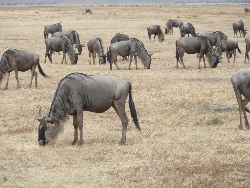 Ngorongoro Crater wildebeest (81)