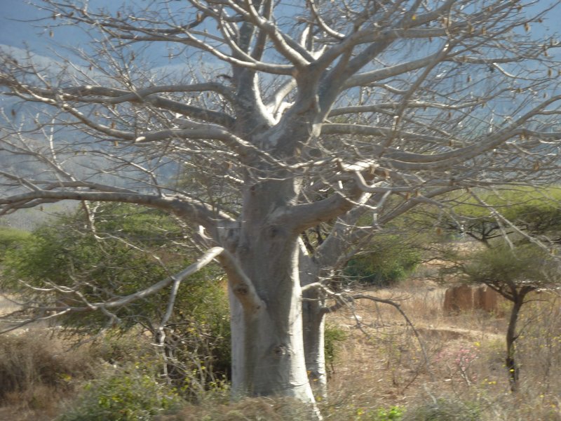 Baobab Valley on way to Iringa (10)