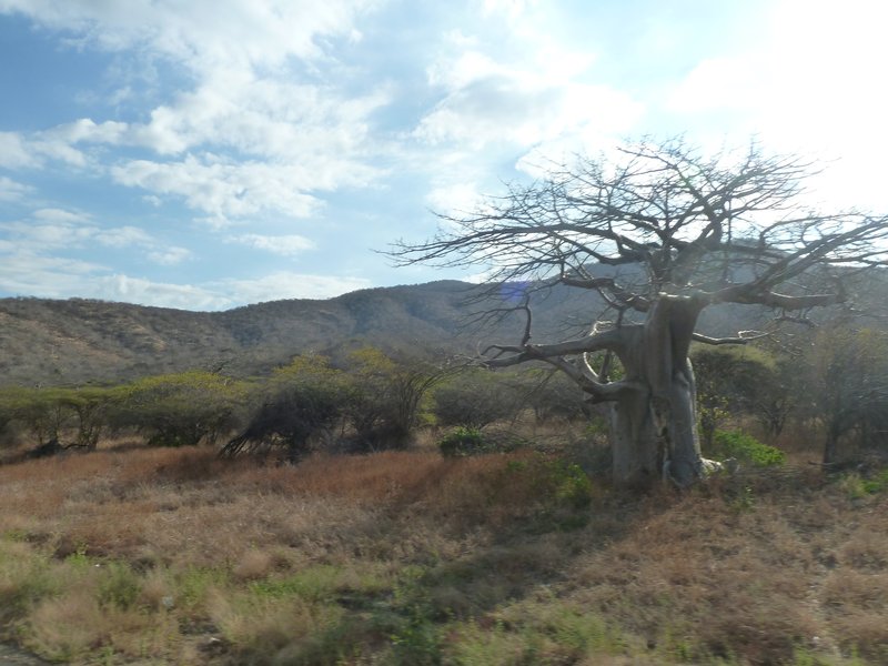 Baobab Valley on way to Iringa (14)