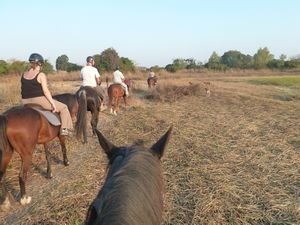 Kande Beach horse riding (31)