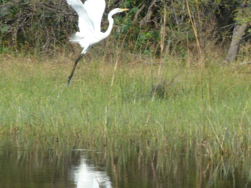 35 Delta Great White Egret